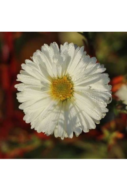 Aster novi-belgii Arctic White